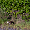 隣市南のねこさん