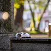 近隣繁華街のねこさん