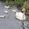 苫小牧の川でオオハクチョウのひな