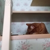 健やかに眠るための養生法