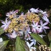 紫陽花―俳句編―