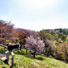 北海道の桜　にわやま森林自然公園　