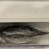ふるさと納税さとふる　鹿児島県南九州市 鹿児島近海キハダマグロ1尾 寄付額13,200円　マグロ丸ごと1尾を捌きました！※本日はさとふるチャージポイントボーナスデーです！