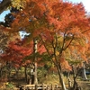 里山樹楽の紅葉