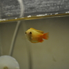 熱帯魚・ザリガニ・メダカ・カエル・・・65sgg。