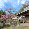 土肥桜と富士山