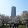 今日は横浜の桜