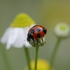 今日は「芒種」6月節の始まり