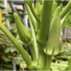夏野菜　オクラ 12 【まもなく初収穫】