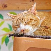 武蔵小山駅にある里親カフェへ行ってきました 猫カフェだけどカフェじゃない 猫カフェgo