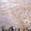 花を満喫