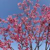 咲き始めの桜