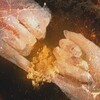 9/15：9月13日（金）バイデンとNATOは第三次世界大戦を引き起こす導火線に火をつけた？！