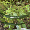 庭で夏野菜 87　【つるなしインゲン】