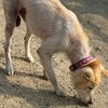 老犬ホームあん｜新人さん チャロ^^