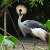 Grey crowned crane / ホオジロカンムリヅル