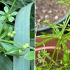 我が家には，白丁花の他にアカネ科の植物があります．ヤエムグラ（八重葎）．庭の至る所に生えているのですが，念のためPictureThisで確認したところ，思わぬ答えが．「シラホシムグラ」．見分け方にある「細かい毛」は我が家の標本には少なく．５月の今，すでに果実期であることから，PictureThisに逆らって，八重葎とさせてもらいました．ただし，万葉集にあるヤエムグラは，このヤエムグラではないとの説が有力．　思ふ人　来むと知りせば やへむぐら　覆へる庭に玉敷かましを　万葉集　