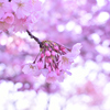 2014 桜 その24 「ちょっと大きめで」