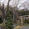 御手洗池（咳嗽神社）の山桜・・