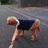 愛犬の落とし物で指先に暖をとる