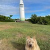 きなこ、駆け上る