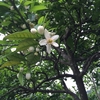 甘夏の花夭夭と咲き満てり