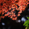 小國神社は紅葉過ぎてた