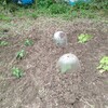 耕作放棄地から家庭菜園への回復状況