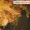 【映像企画】見ごろを迎えた熊本市の紅葉