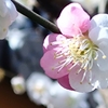 静かなる梅の花に彩られる：菅大臣神社と菅原院天満宮神社