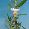 Dendrobium ellipsophyllum