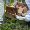 西洋蜜蜂の仮住まいから本宅への引っ越し。ゴールデンレトリバーは避難中。