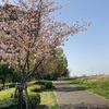 荒川の五色桜  足立区新田