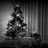 クリスマスの木