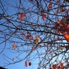 真っ青な秋の空