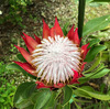 4月6日のキングプロテア・リトルプリンスの観察記録です。美しい花が咲いています。