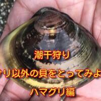 潮干狩り アサリ以外の貝をとってみよう シオフキガイ シオフキ貝 編 生き物 自然大好き 潮干狩り アサリ以外の貝をとってみよう シオフキガイ シオフキ貝 編 生き物 自然大好き