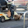 地元繁華街のねこさん