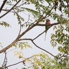 ダルマインコ Red-breasted Parakeet