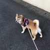 さくら逃亡