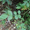 Rosa paniculigera　ミヤコイバラ