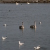 濤沸湖の水鳥