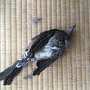 野鳥のへい死？