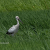 2019年7月27日の鳥撮り(3/3)-千葉県