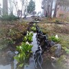 閉業後の「今日の庭・今日の草花」　　　　　　　　　　　　　　　（２０１９年～のこと）（１）