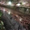 江戸川公園の夜桜