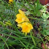 フリージアの花