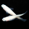 (メダカ) ピュアホワイトめだか 未選別 稚魚(SS〜Sサイズ) 20匹セット / 白 ホワイト 淡水魚