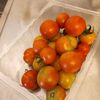 ミニトマト収穫　ん？黒いつぶが