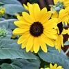 夏の花